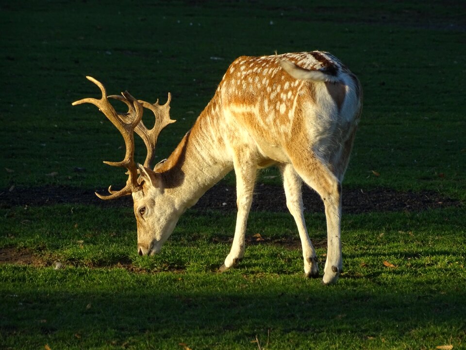 Mammals wild wood