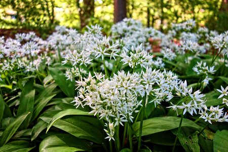 Wild garlic broad-leaved garlic wood garlic