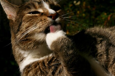 Cat cat wash mackerel photo