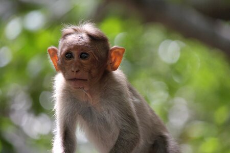 Primates cute face