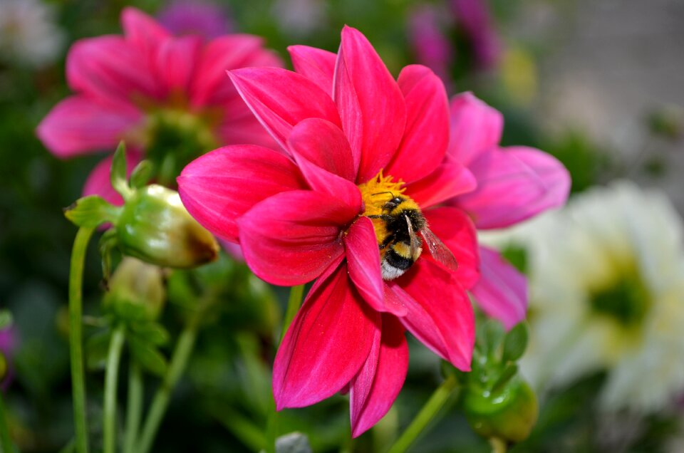 Bright green pink