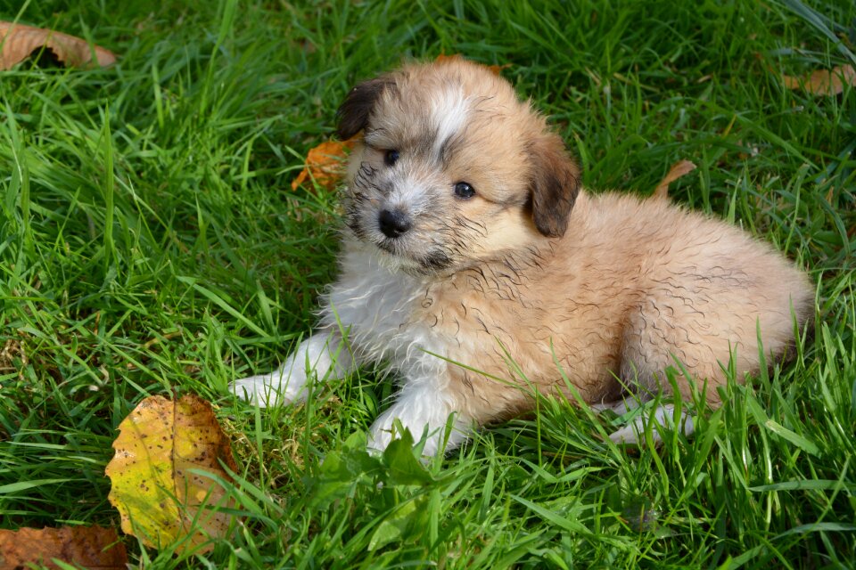 Cute dog lying grass petit