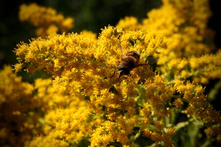Flowers bee insect photo
