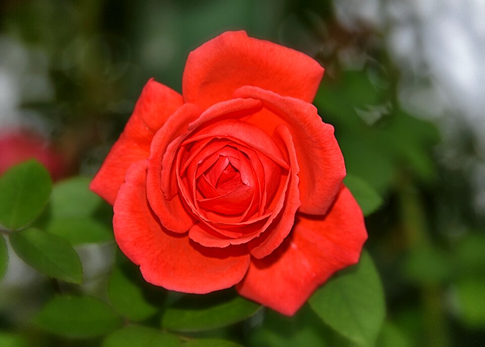 Flower romantic blossom