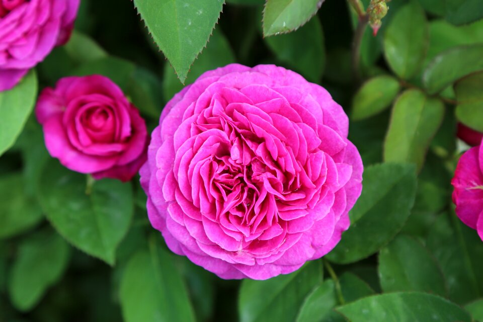 Pink roses flower plant