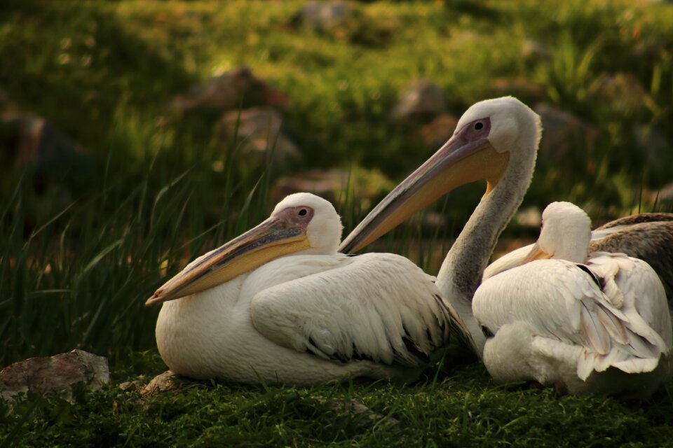 Deep zoo natural life