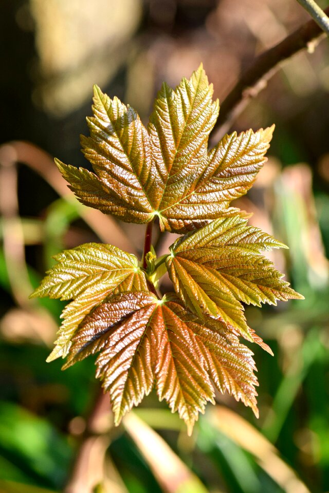 Wood green plant