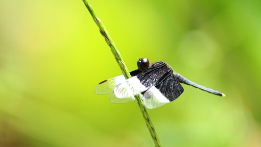 Dragonfly bug fly