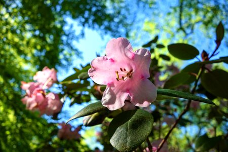 Foliage rhododendron blossom photo