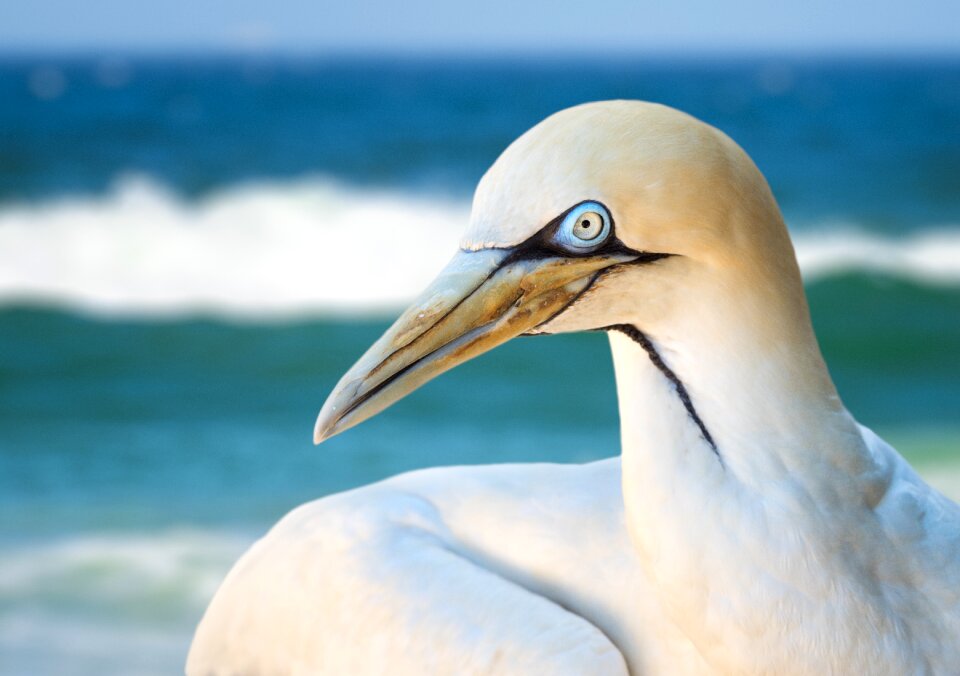 Animal heron white photo