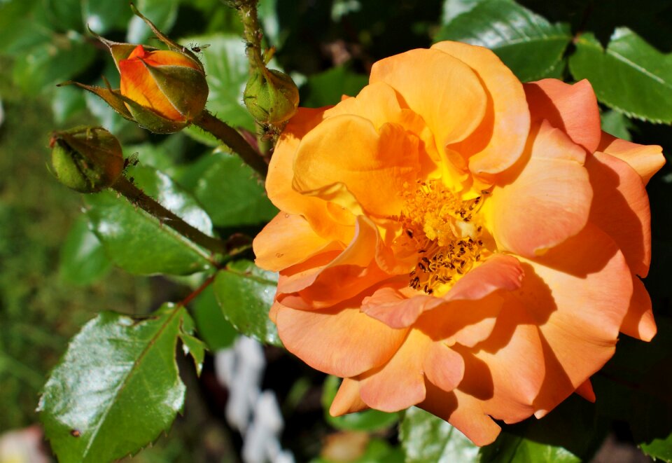 Insect honey bee nectar photo