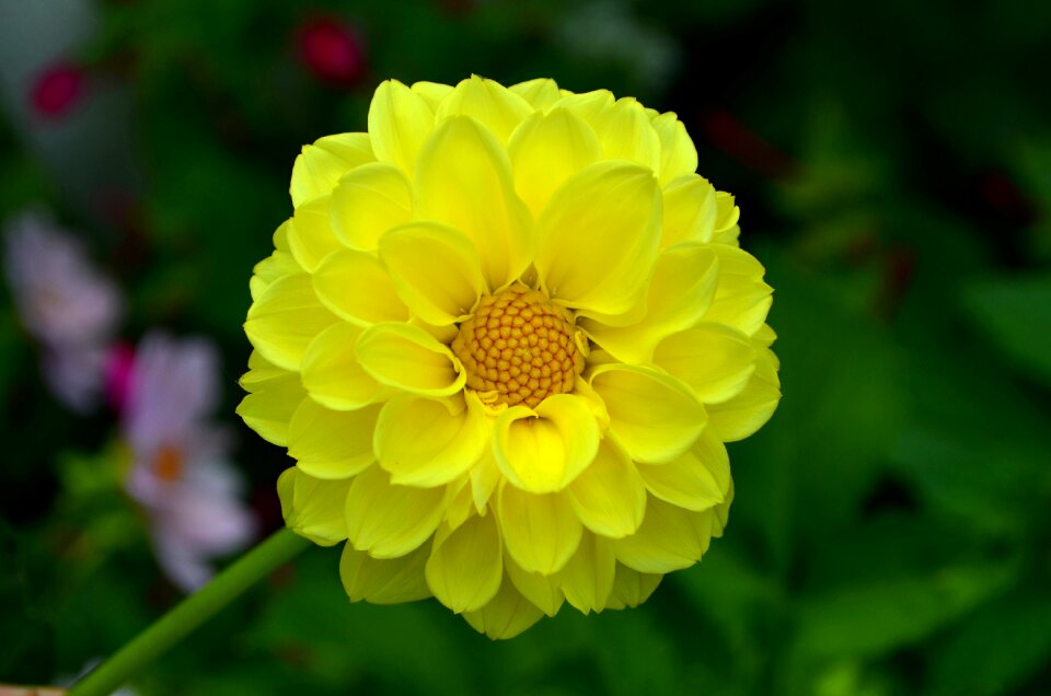 Yellow flowers bloom