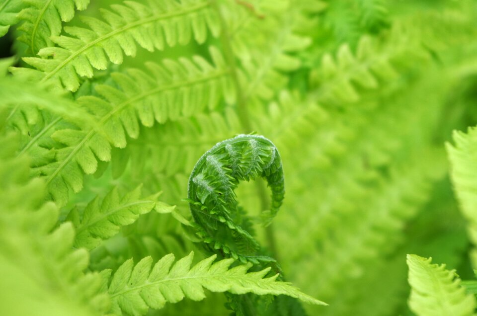Green plants spirals