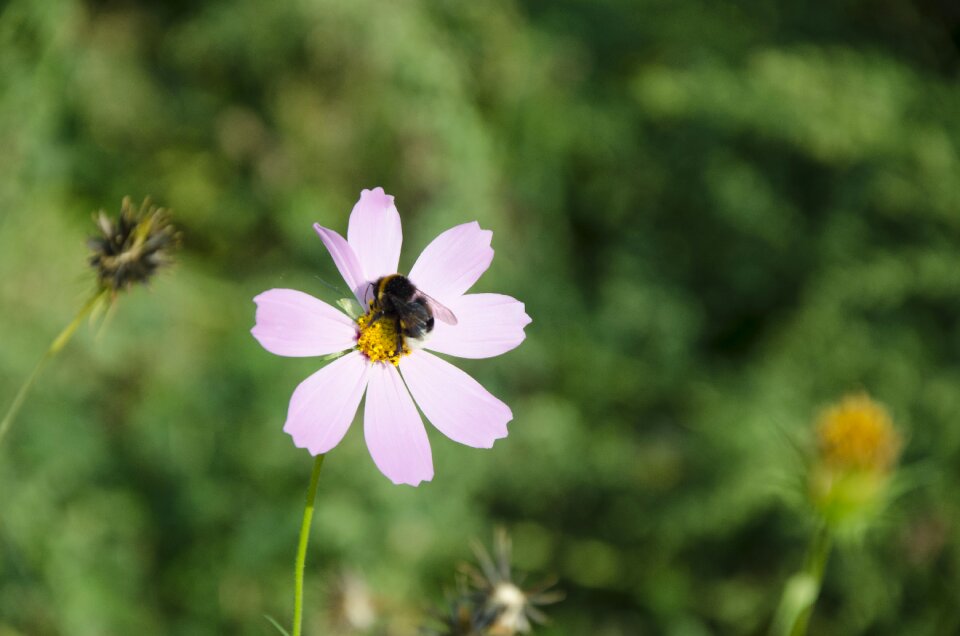 Kosmeya dayparty garden cosmos mexican aster