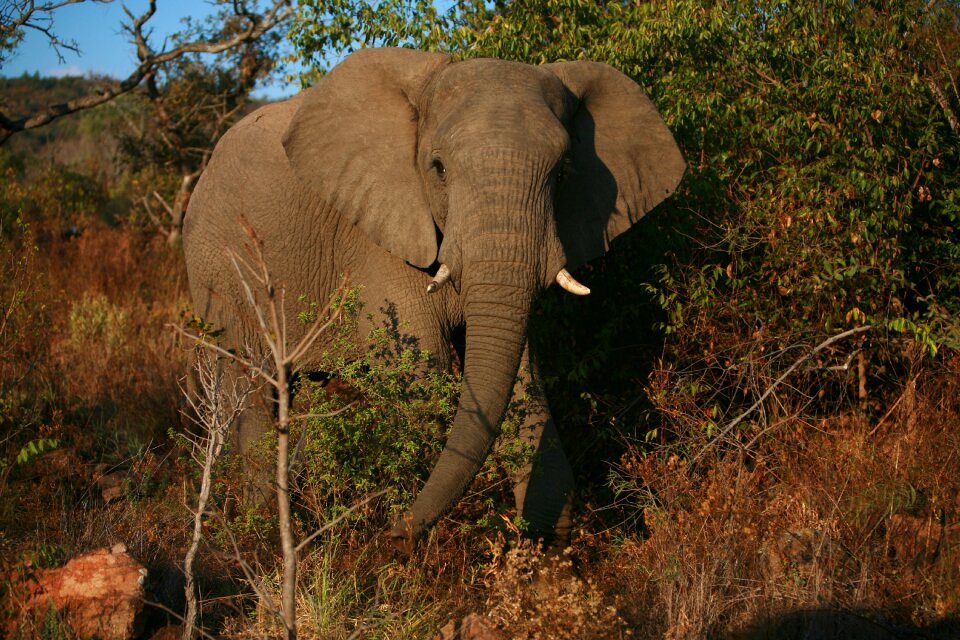 Animal nature mammal