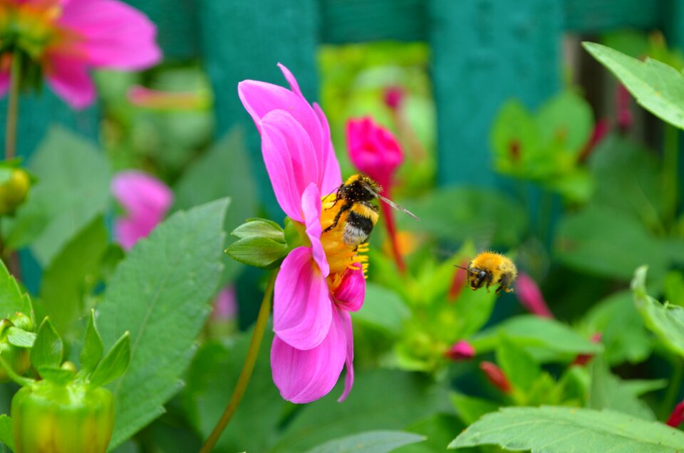 Honey bee bumblebee