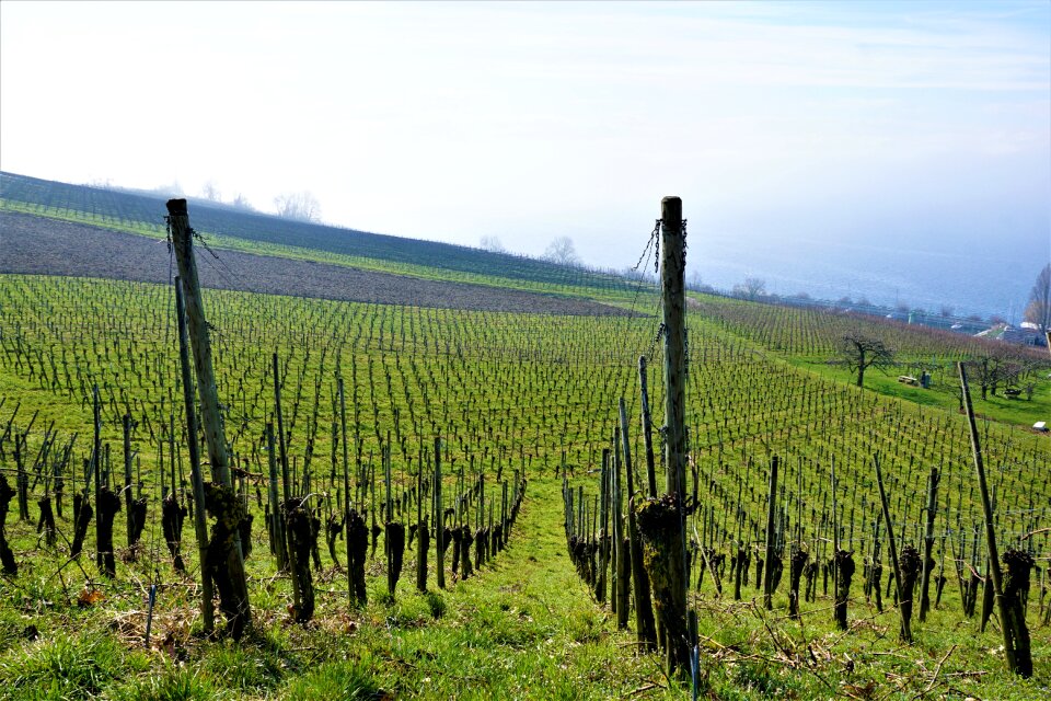 Hagnau meersburg cultivation
