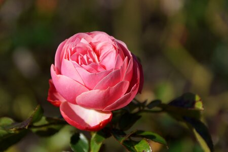 Rose flora leaf photo