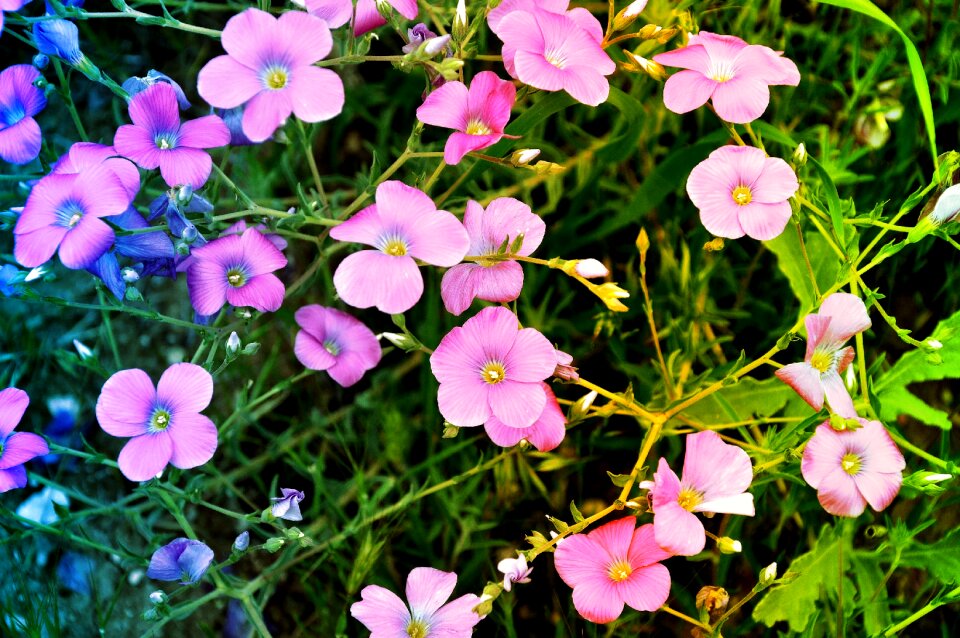 Flower spring spring flowers photo