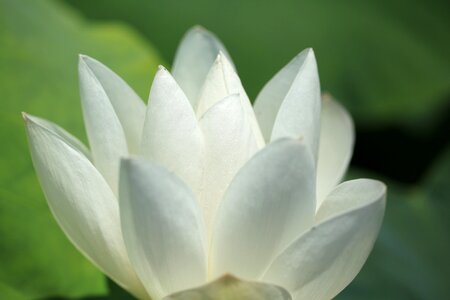 Flowers flowering tranquility