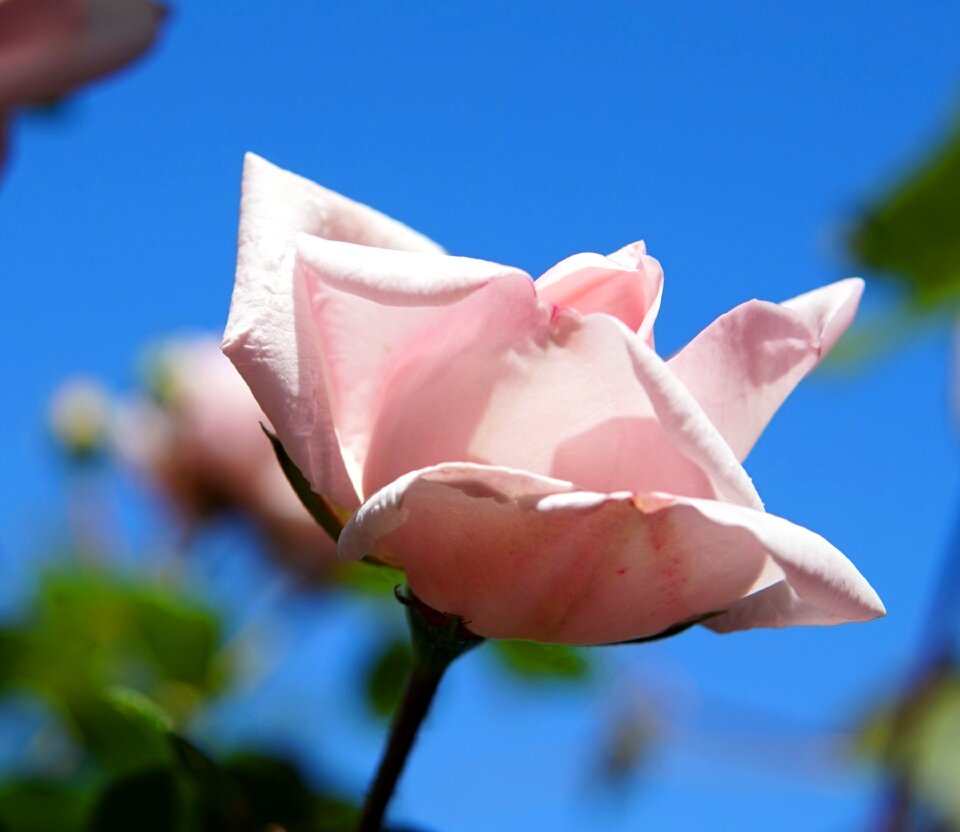 Blossom bloom rose bloom