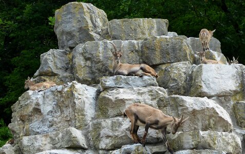 Ibex rock animals photo