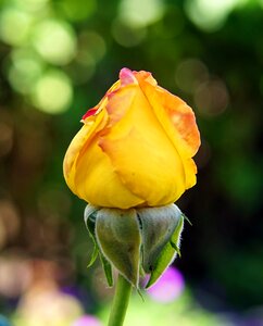 Rose yellow rose bloom photo