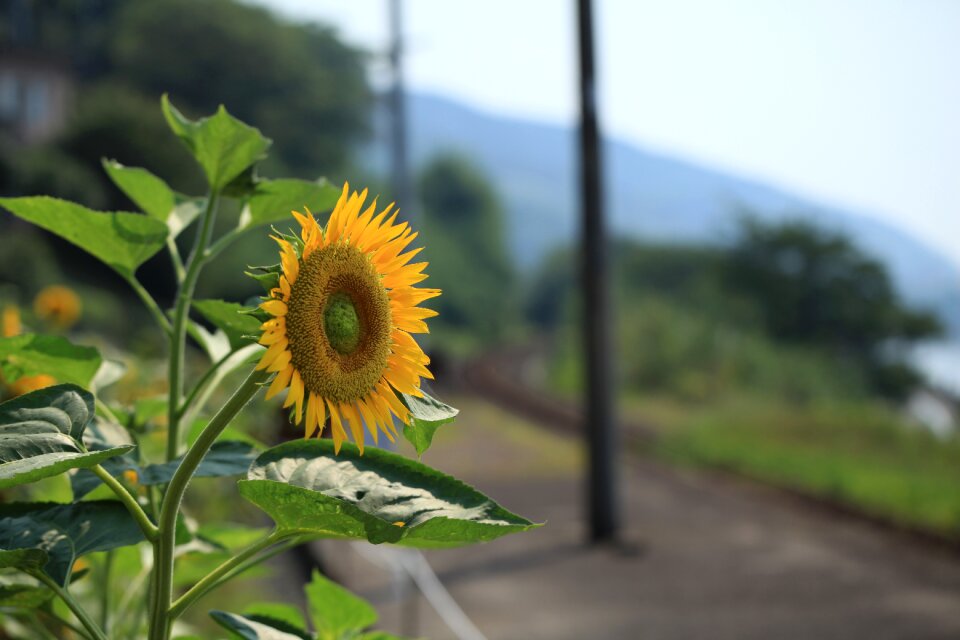 Flowers yellow sunny
