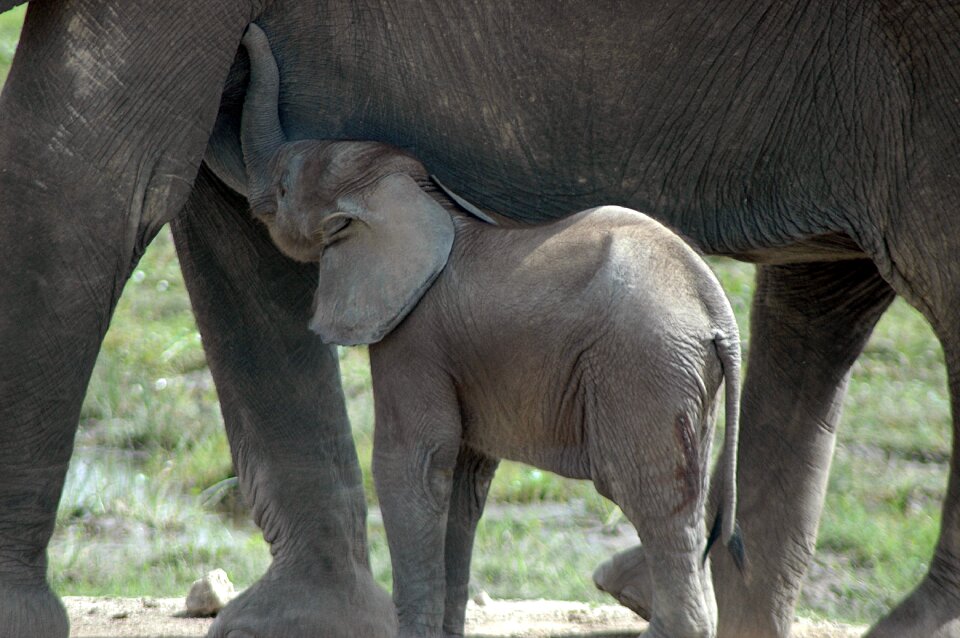 Africa safari gray elephant