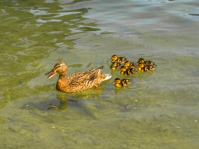 Duck family waterfowl chicken photo