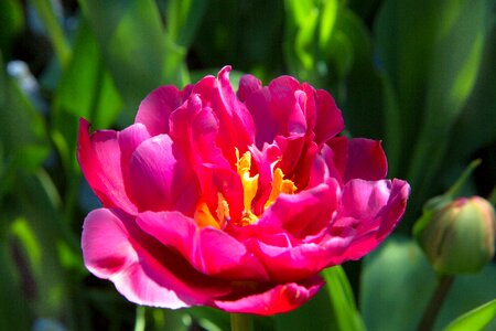 Garden summer tulip photo