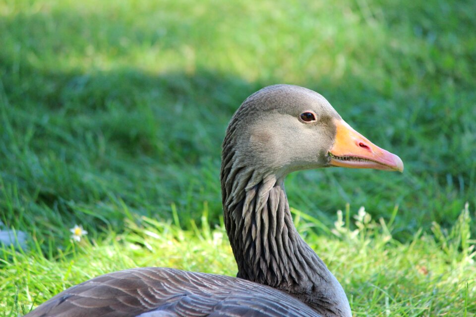 Poultry feather meadow