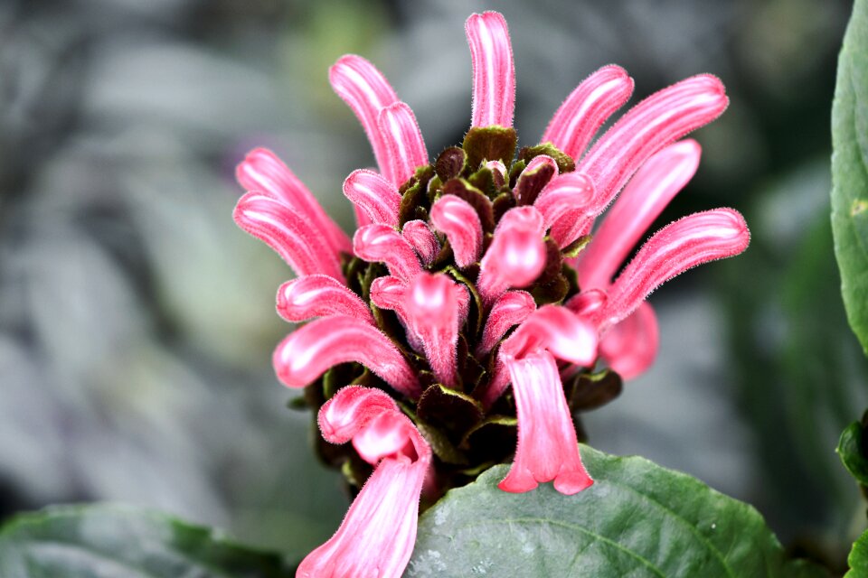 Tropical bloom hothouse