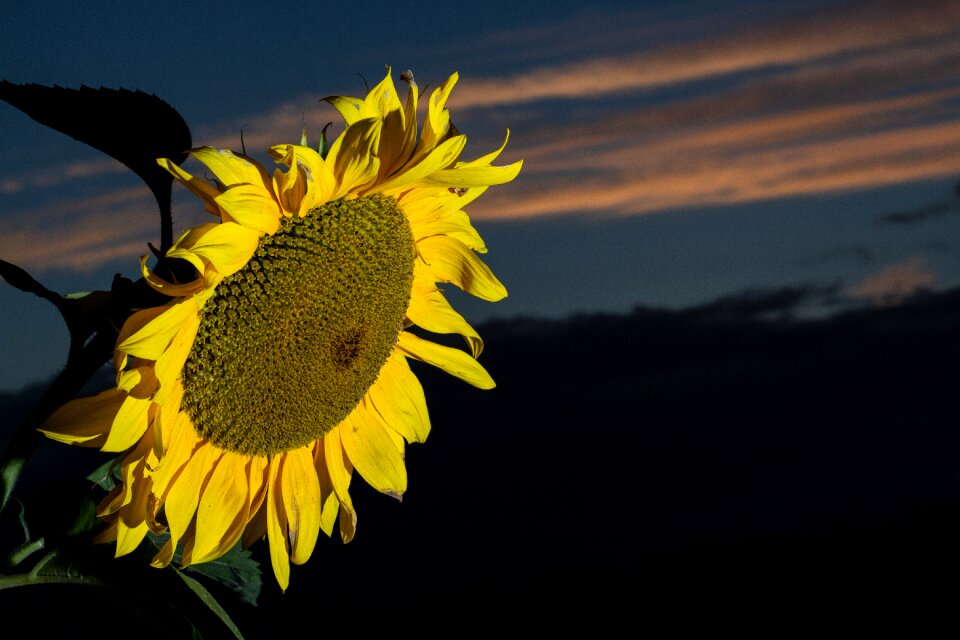 Summer blossom bloom