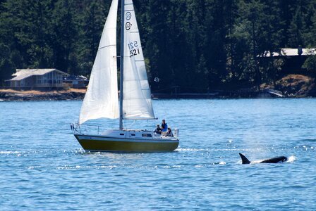 Whale watching orca nature photo