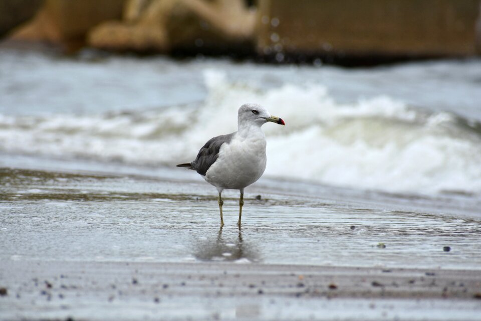 Wave bird wild birds