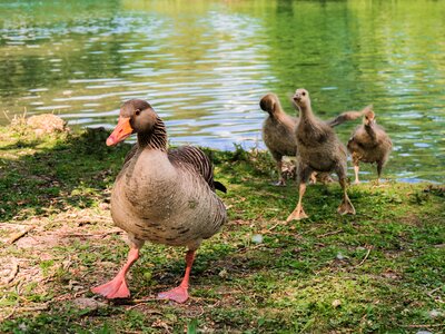 Grey geese waterfowl nature photo