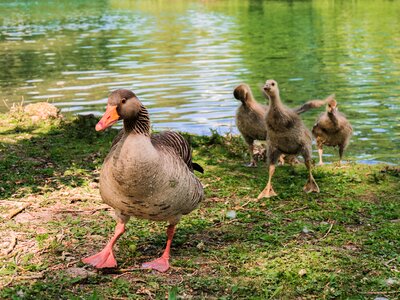 Grey geese waterfowl nature