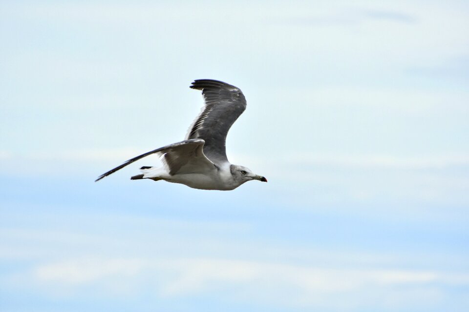 Wild birds seabird sea gull