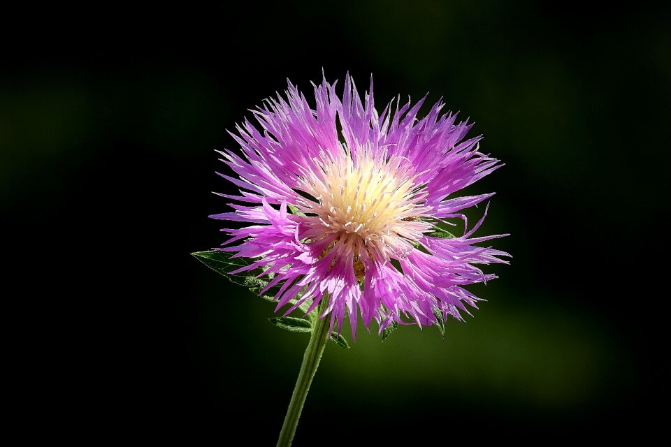 The beauty of nature spring blooming