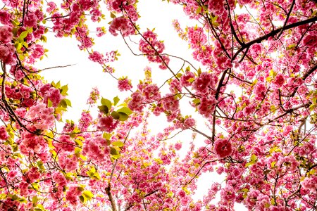 Tree sakura nature