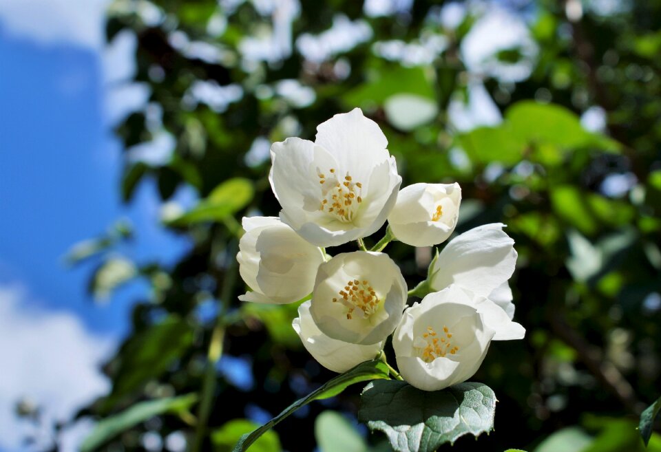 Mock orange ornamental shrub spring