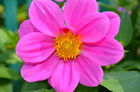 Summer bloom pink