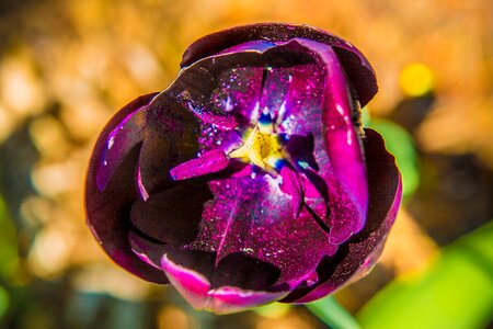 Lovely sheet tulip