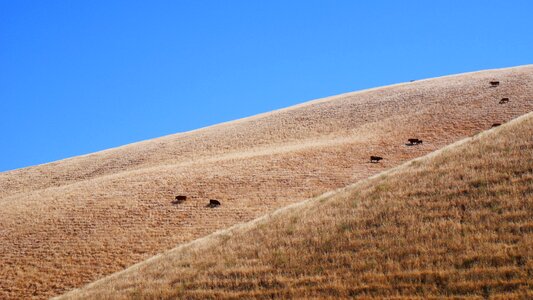 Cows blue sky brown cow