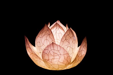 Lighting light fixtures lotus photo