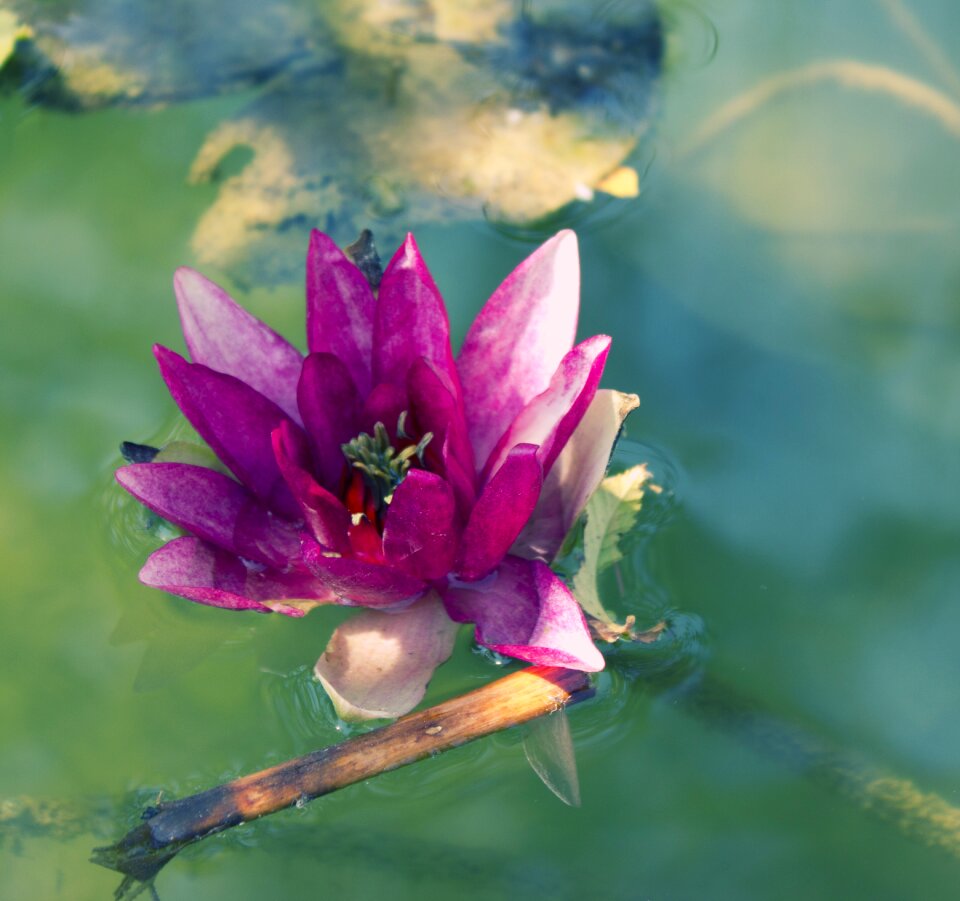 Blossom nature romantic