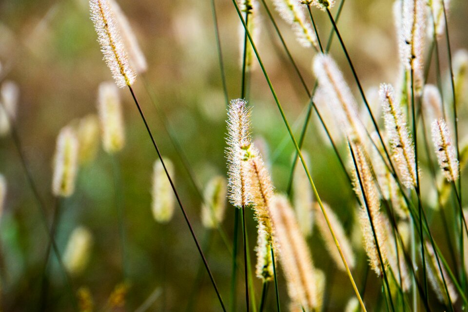 Nature mood haze