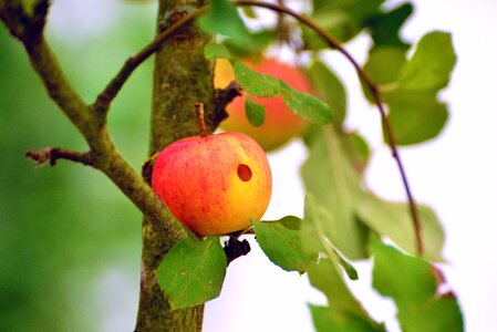 Apple tree fruit garden