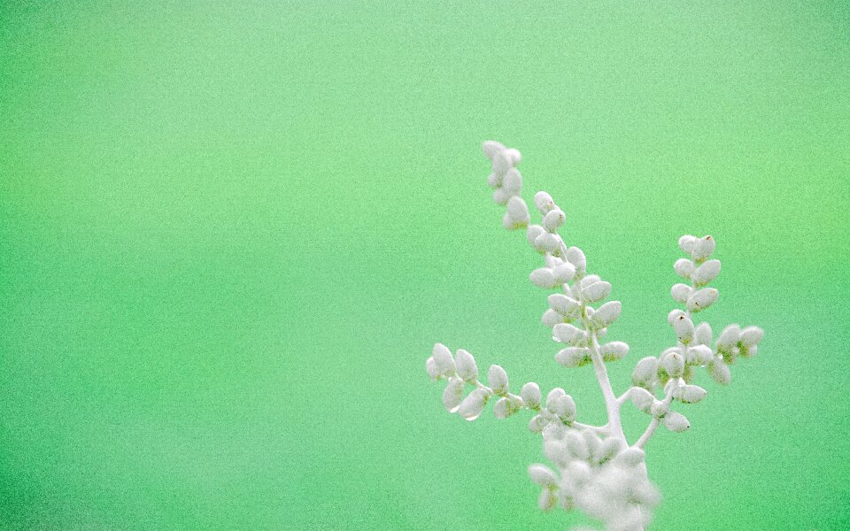 Summer leaves plant